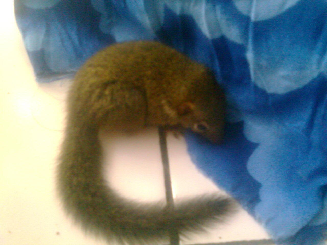 jual berbagai macam tupai,musang,landak mini,dll