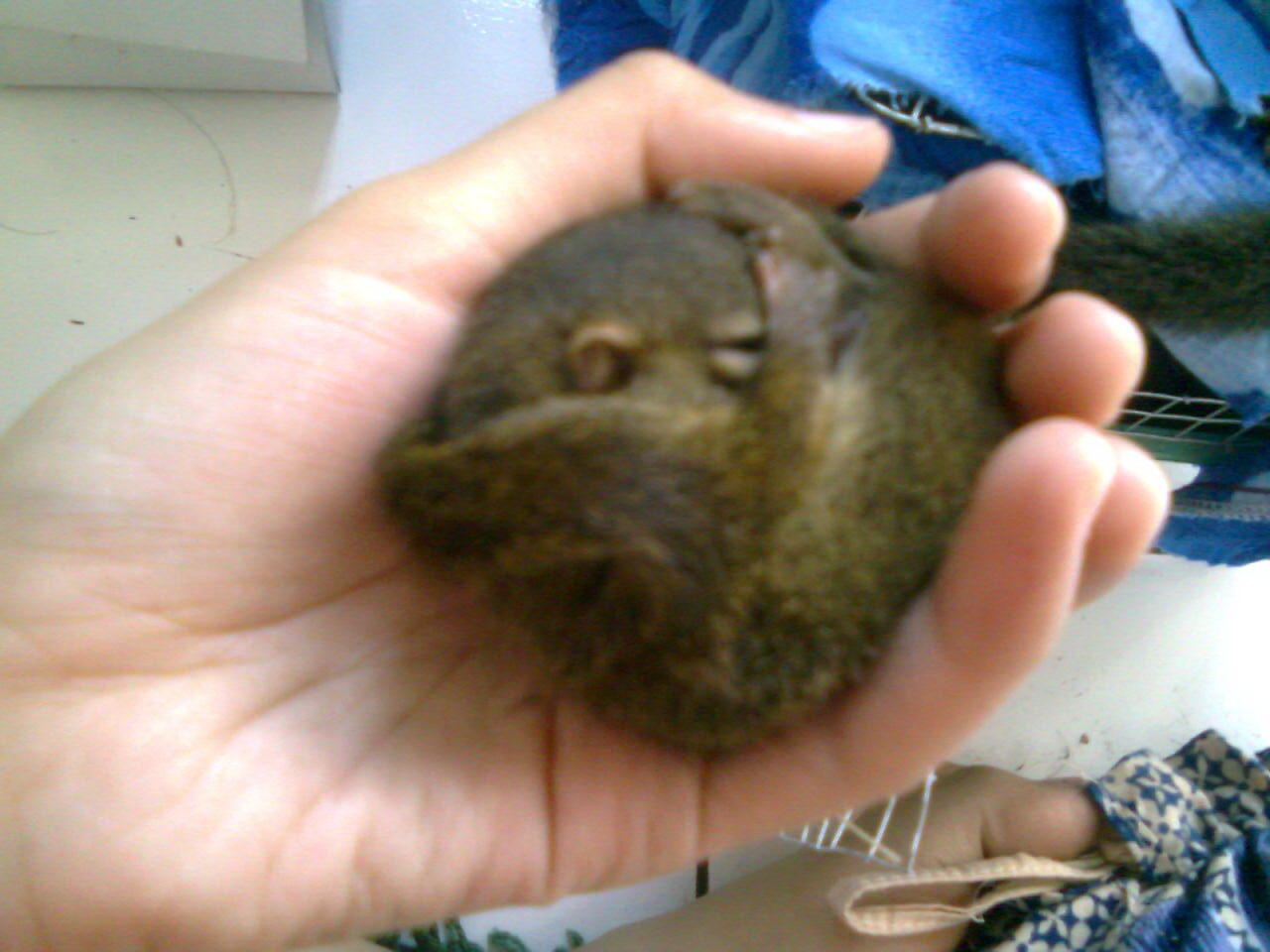 jual berbagai macam tupai,musang,landak mini,dll