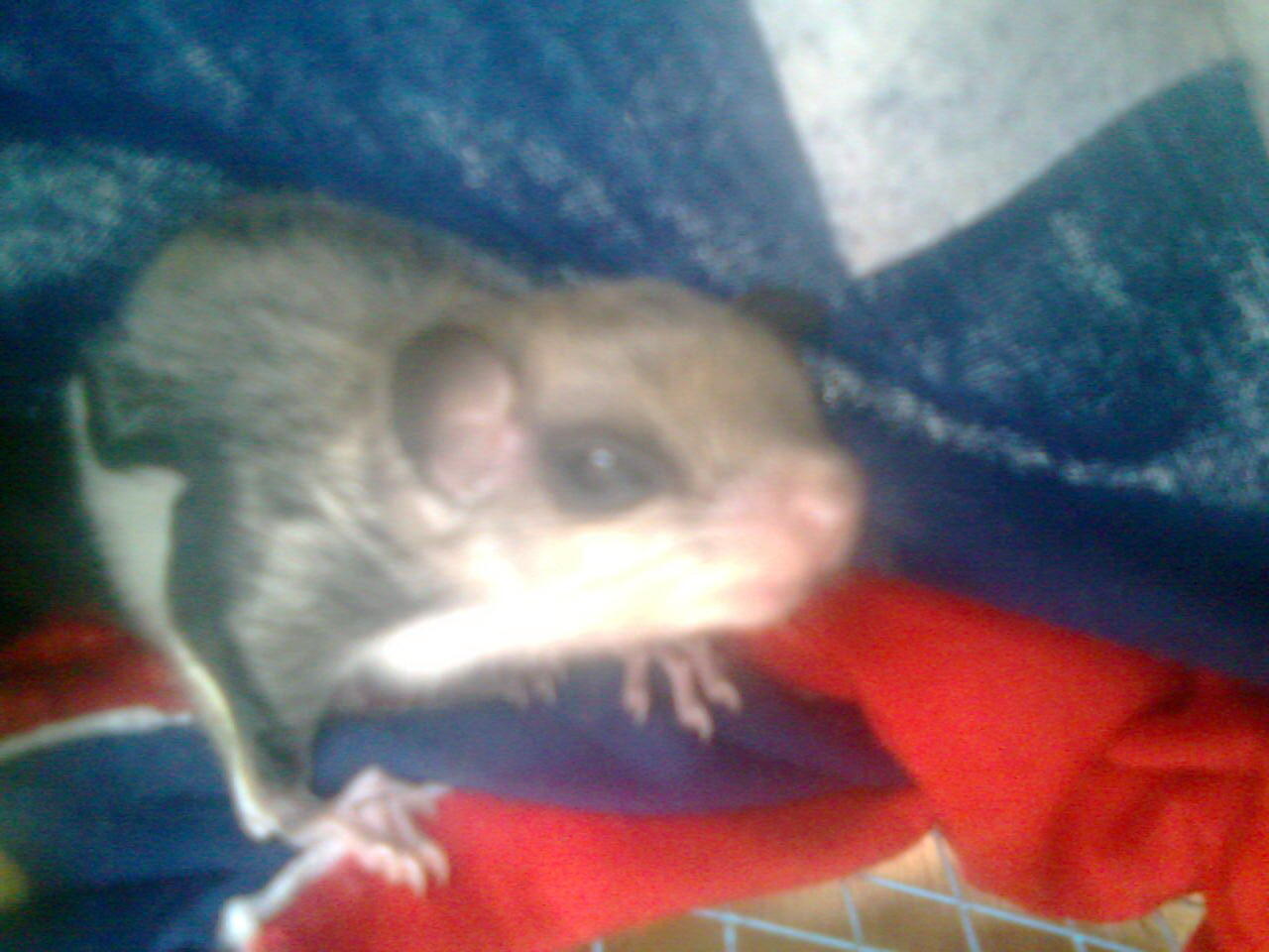 jual berbagai macam tupai,musang,landak mini,dll