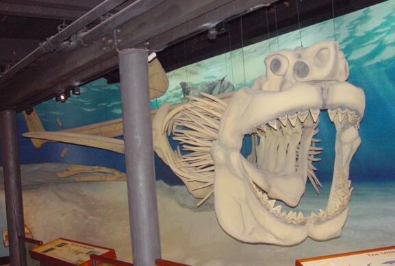 10 FAKTA TENTANG MEGALODON