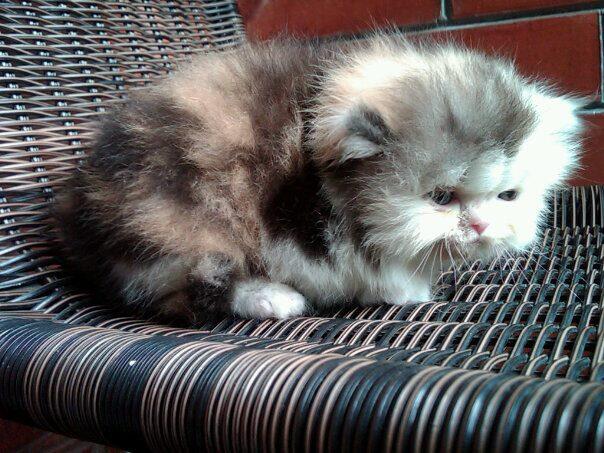 "AVAILABLE FOR BOOKING" Kitten Persia Flatnose LH ==FEMALE & MALE= BANDUNG