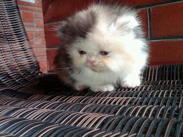"AVAILABLE FOR BOOKING" Kitten Persia Flatnose LH ==FEMALE & MALE= BANDUNG