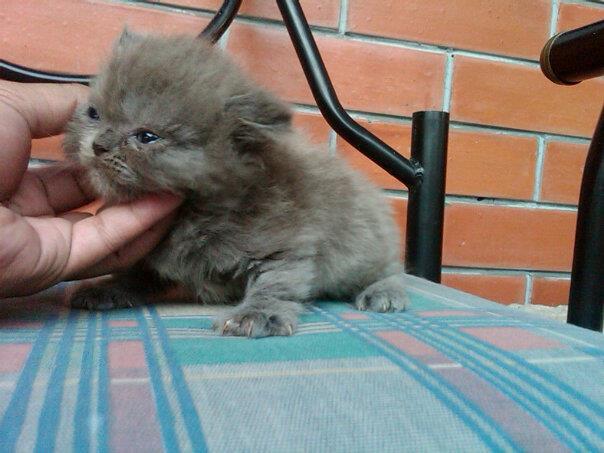 "AVAILABLE FOR BOOKING" Kitten Persia Flatnose LH ==FEMALE & MALE= BANDUNG