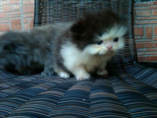 "AVAILABLE FOR BOOKING" Kitten Persia Flatnose LH ==FEMALE & MALE= BANDUNG