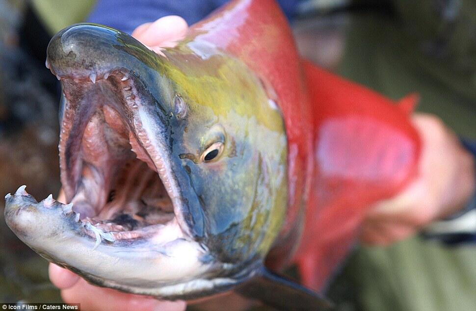 Jeremy Wade, pria yang DOYAN mancing ikan ikan MONSTER !!!