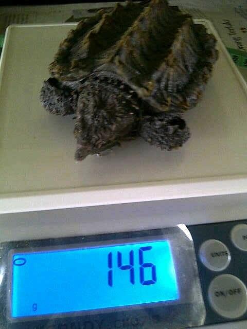 Jual snapping Turtle AST alligator