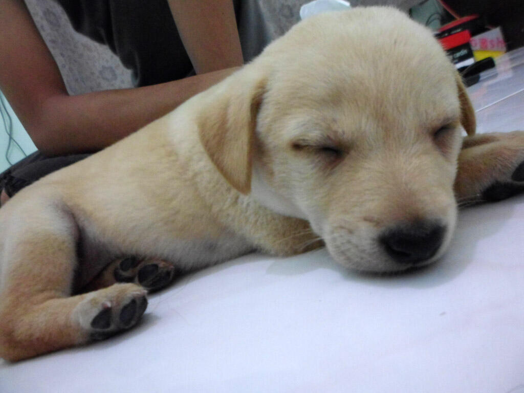 Cari Jual Anjing Golden Retriever 15 Bulan Khusus Jogja KASKUS