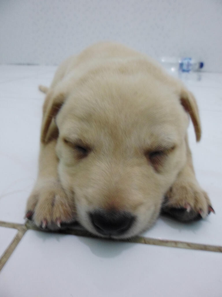 14+ Harga anjing labrador retriever update