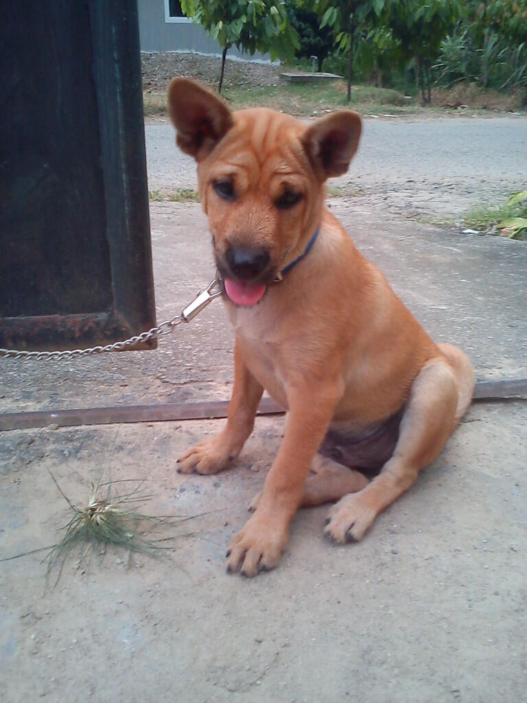 32++ Foto anjing kampung bagus new