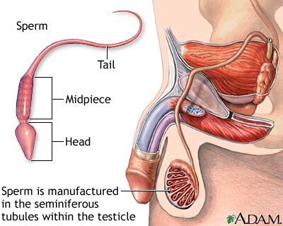 Sperma (mani) teryata buat Awet Muda &amp; Obat Jerawat (CEKIDOT)