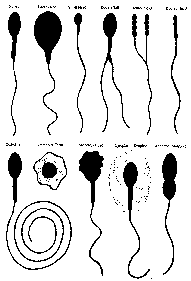 Sperma (mani) teryata buat Awet Muda &amp; Obat Jerawat (CEKIDOT)