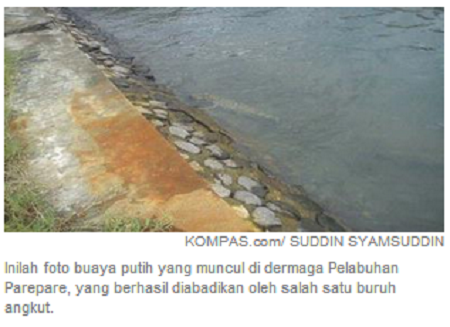 Buaya Putih Gegerkan Warga Parepare (with Pict)