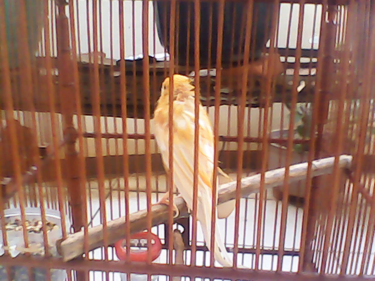 Terjual Burung Kicauan Borongan Kaskus