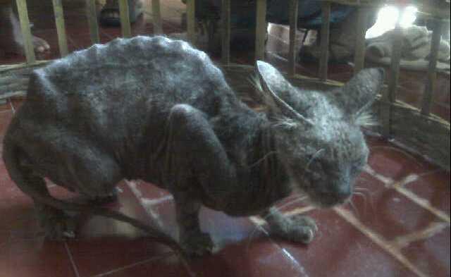 agan agan yang disurabaya mohon bantu kucing ini T_T