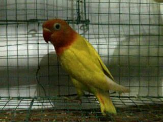 PASTEL KUNING NGALUNG MANTAFF