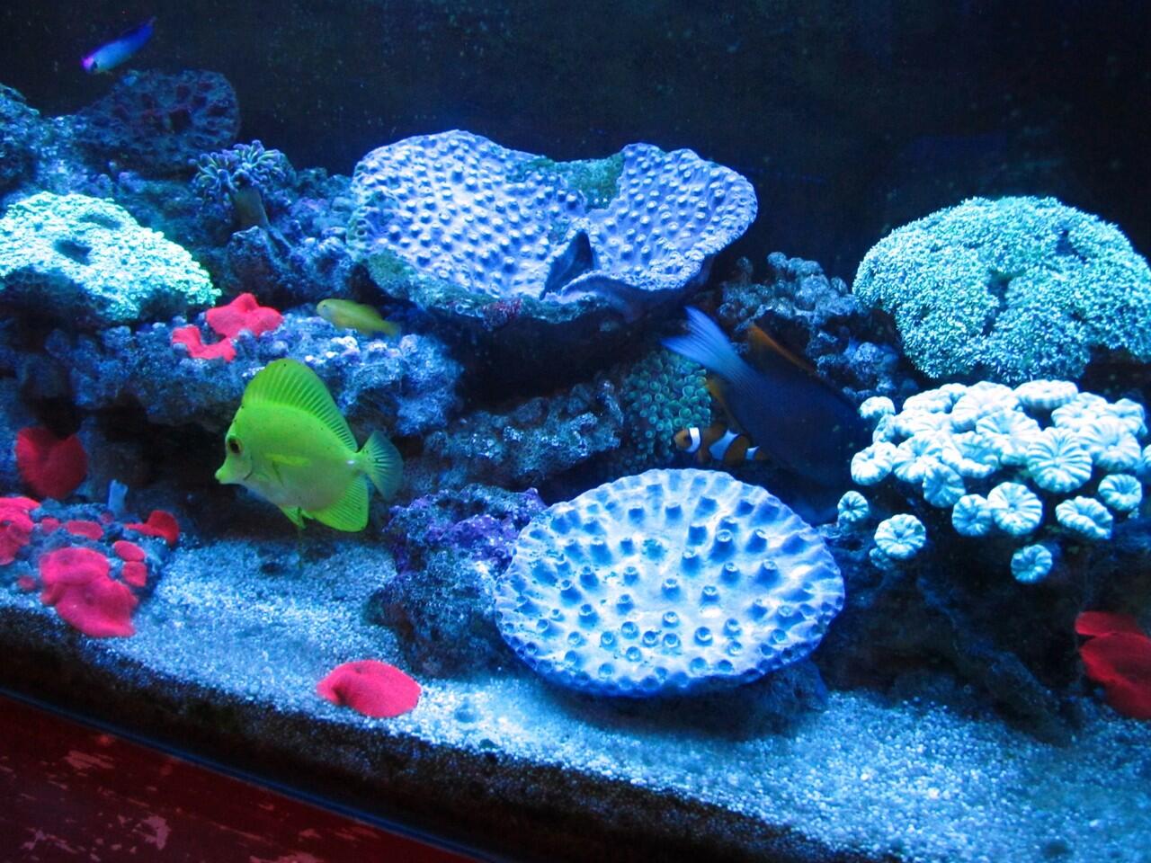 Cari Jual Aquarium air laut komplit murah | KASKUS