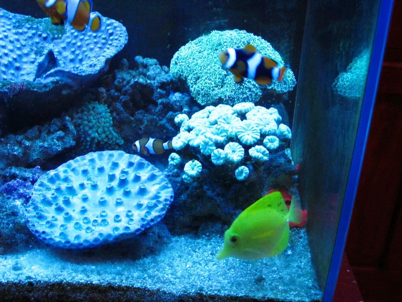 Terjual Jual Aquarium air laut komplit murah KASKUS