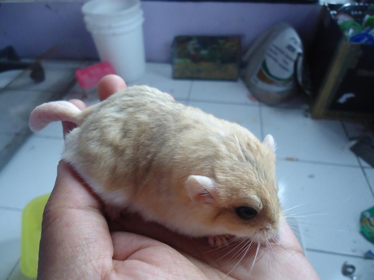 tikus gurun ( gerbil fat tailed )