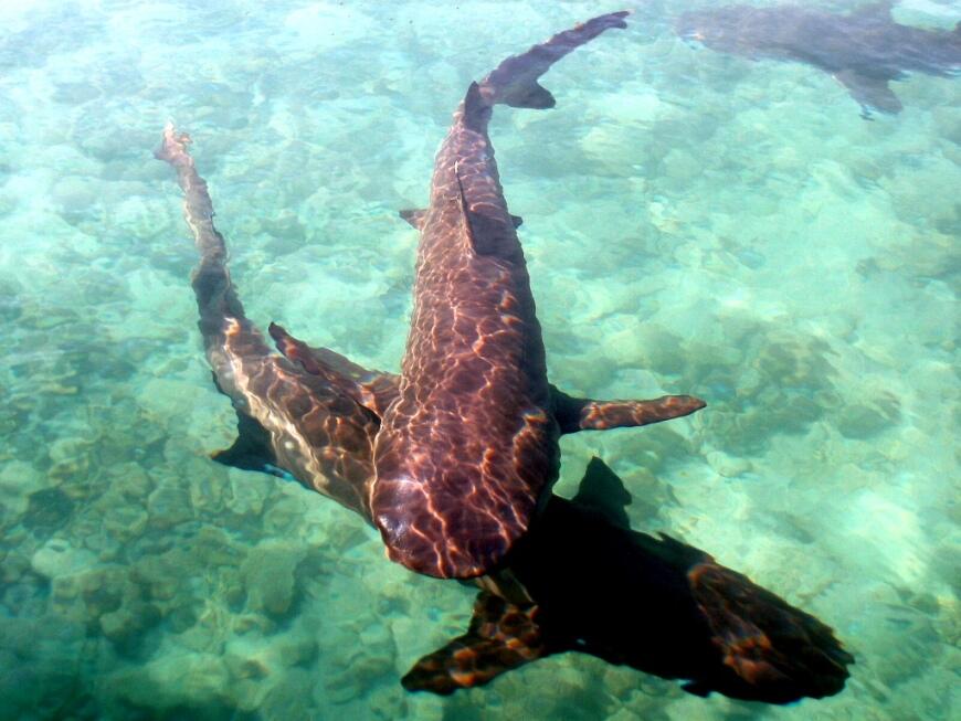 Berenang Dengan Hiu di Karimunjawa