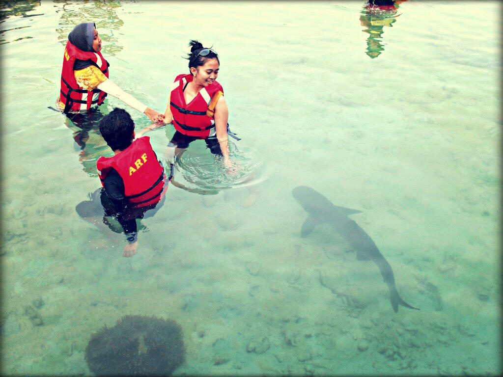 Berenang Dengan Hiu di Karimunjawa