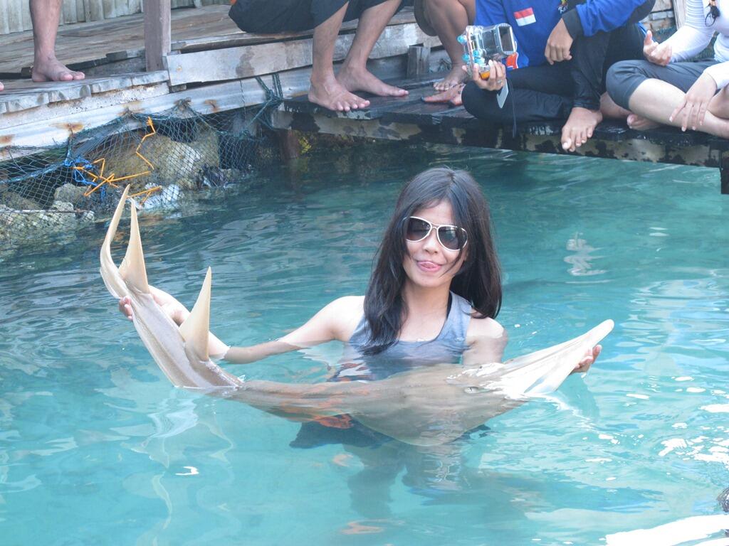 Berenang Dengan Hiu di Karimunjawa