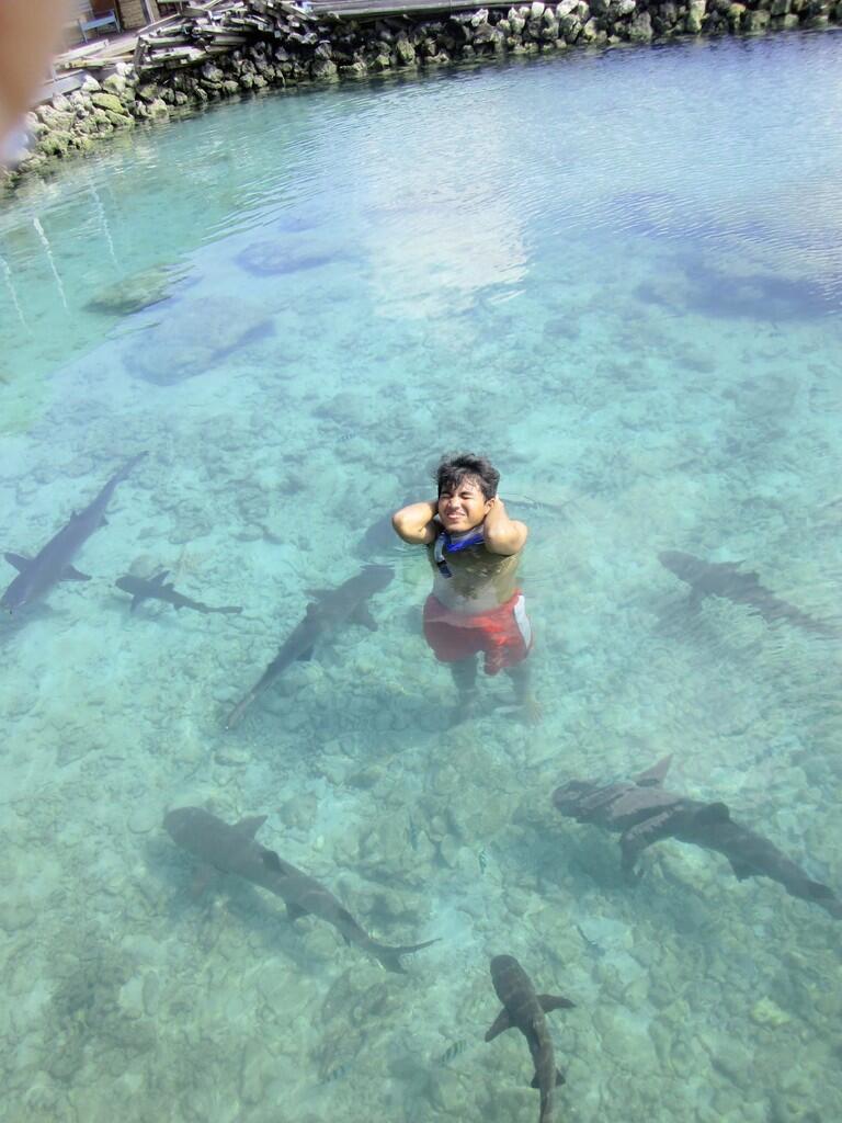 Berenang Dengan Hiu di Karimunjawa