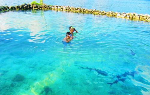 Berenang Dengan Hiu di Karimunjawa