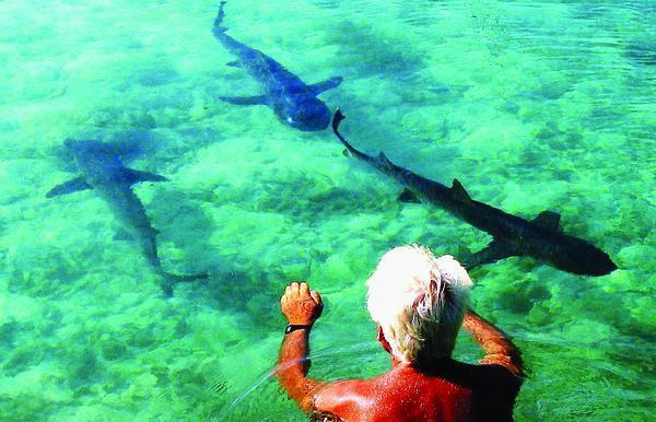 Berenang Dengan Hiu di Karimunjawa