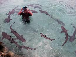 Berenang Dengan Hiu di Karimunjawa