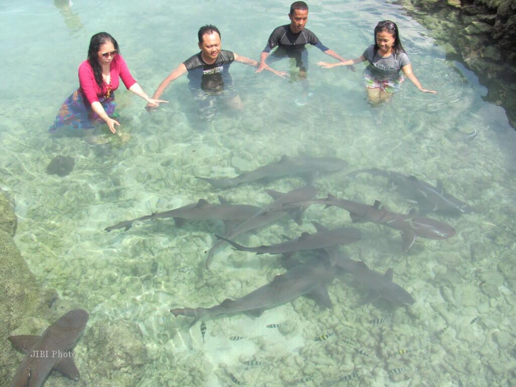 Berenang Dengan Hiu di Karimunjawa