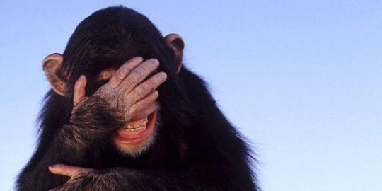 Simpanse yang satu ini doyan tonton film porno