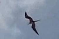 Pterodactyl di langit Indonesia 