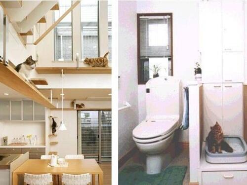 Rumah Desain Unik Khusus Kucing