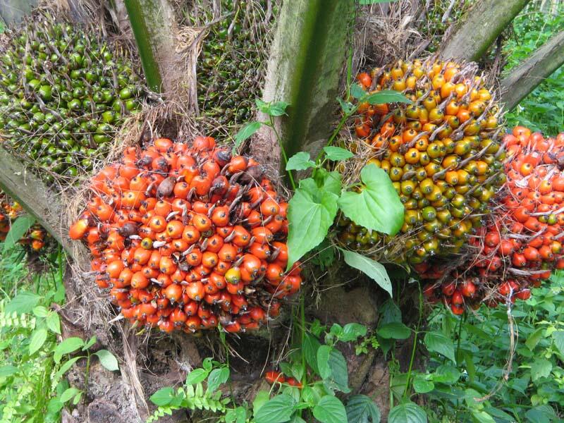 Jakarta pada dasarnya bukan kota,tapi sebuah hutan.