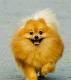 Terima Jasa Pacak Kawin Anjing Pomeranian