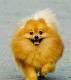 Terima Jasa Pacak Kawin Anjing Pomeranian