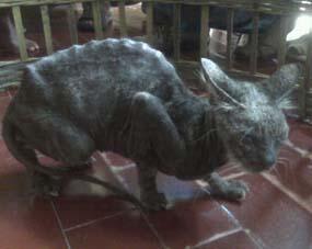 Kucing Pesugihan Tertangkap +PICT