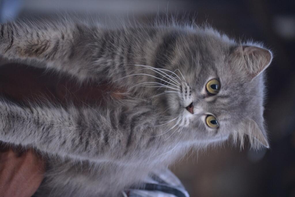 Jual Kucing Persia Medium Jantan Murah Kaskus