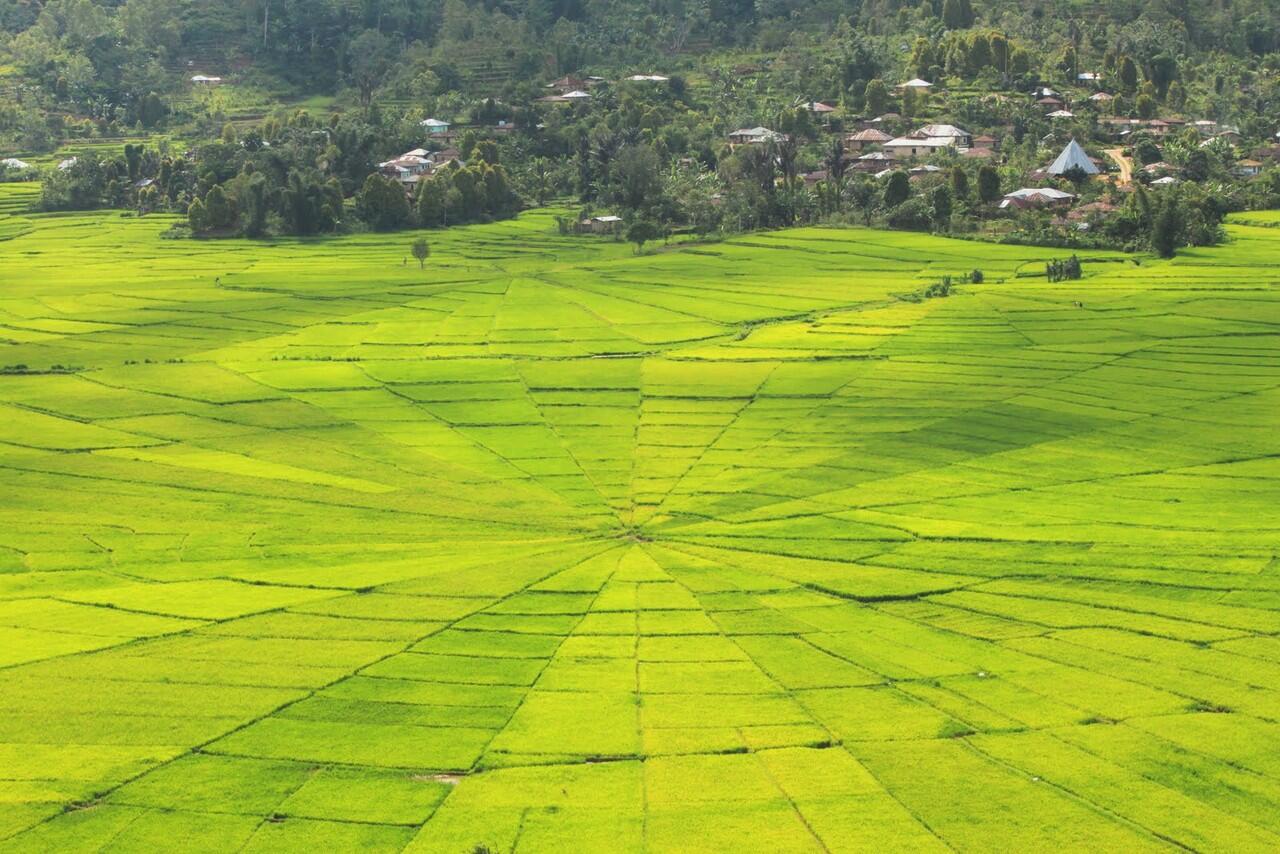 SAWAH LABA - LABA (SAWAH LODOK)