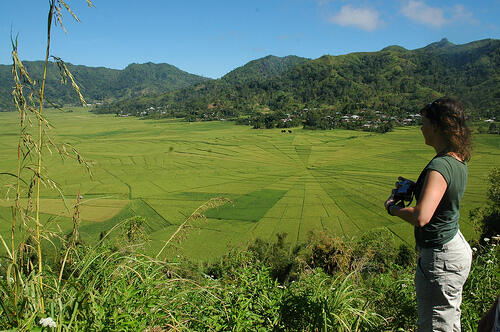 SAWAH LABA - LABA (SAWAH LODOK)