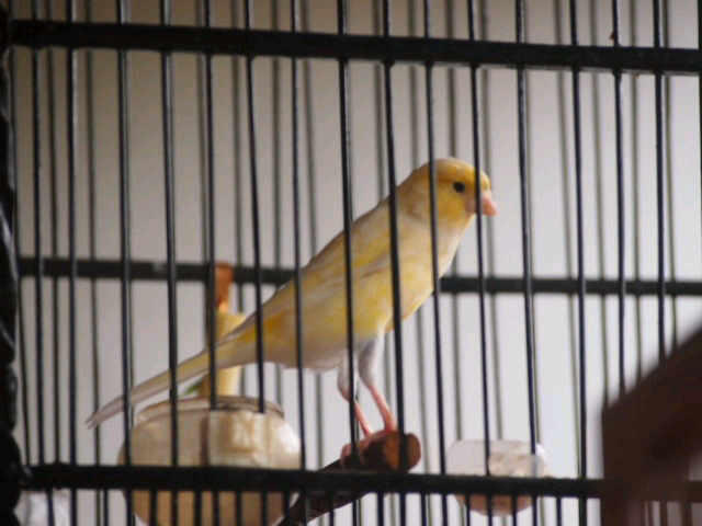 KENARI BERNER DAN AF SUPER