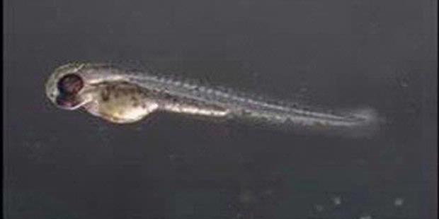 Cara Berpikir Otak Ikan