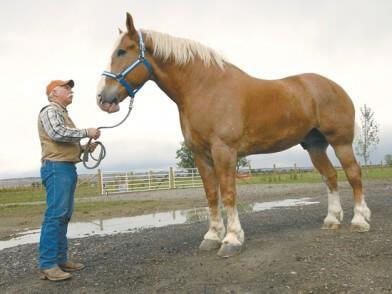 12 Binatang Terbesar di Dunia dari Jenisnya 
