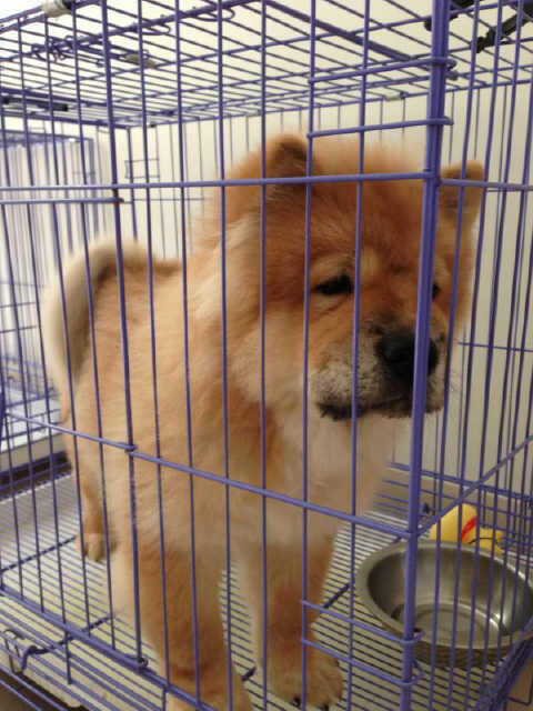 Terjual Fs Puppies Jantan Chow Chow Good Quality Kaskus