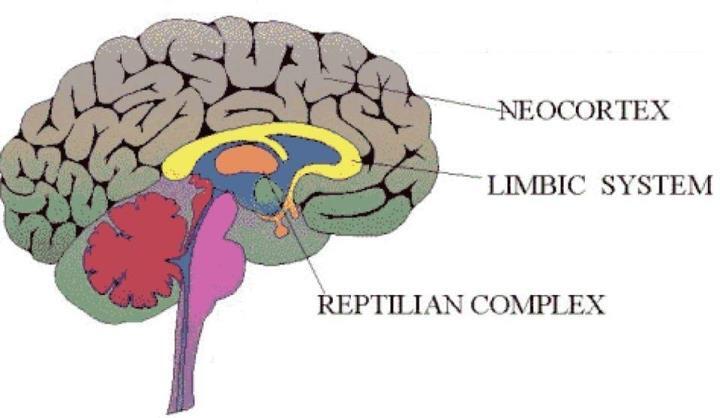 Рептильный мозг неокортекс