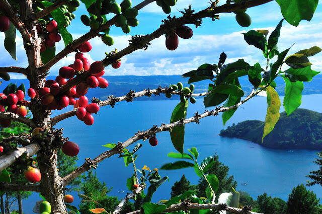 Kopi Luwak - Kopi Temuan Bangsa Indonesia