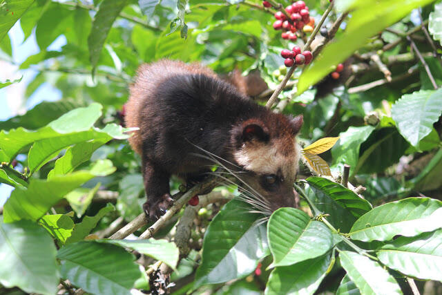 Kopi Luwak - Kopi Temuan Bangsa Indonesia