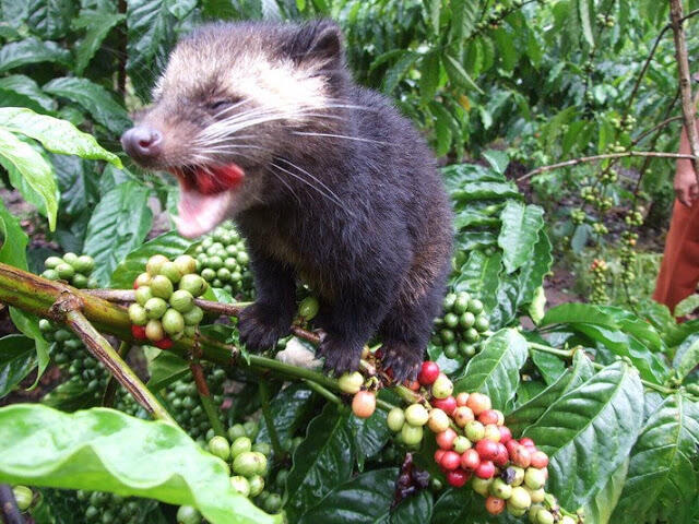 Kopi Luwak - Kopi Temuan Bangsa Indonesia