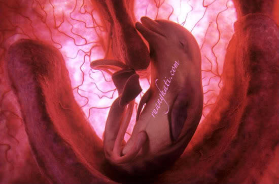 Embrio Berbagai Jenis Hewan Dalam Kandungan