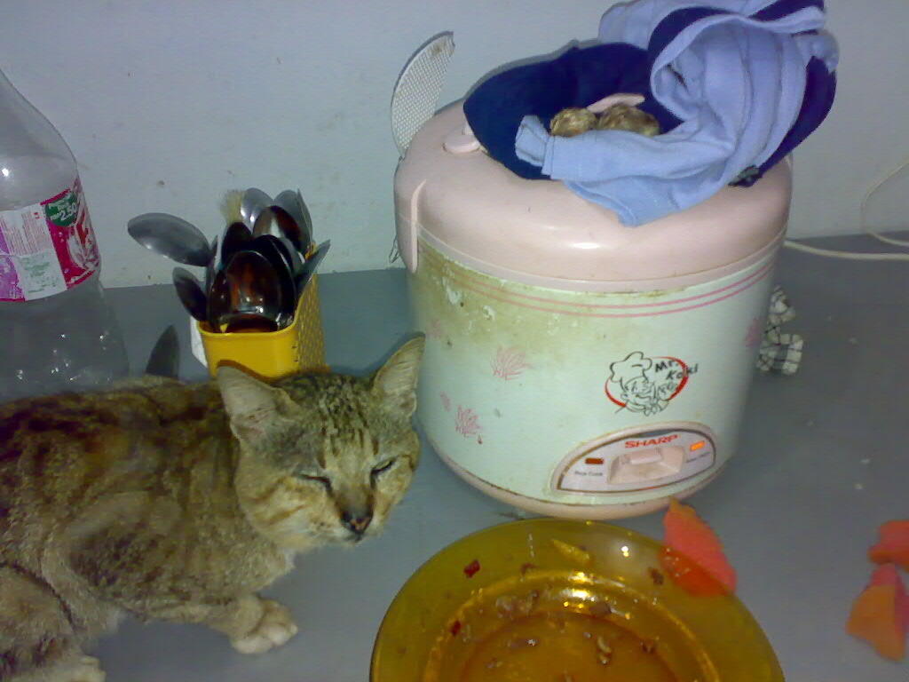 Kisah ane, anak ayam dan kucing... #BB++ 